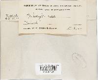 Hypholoma udum image