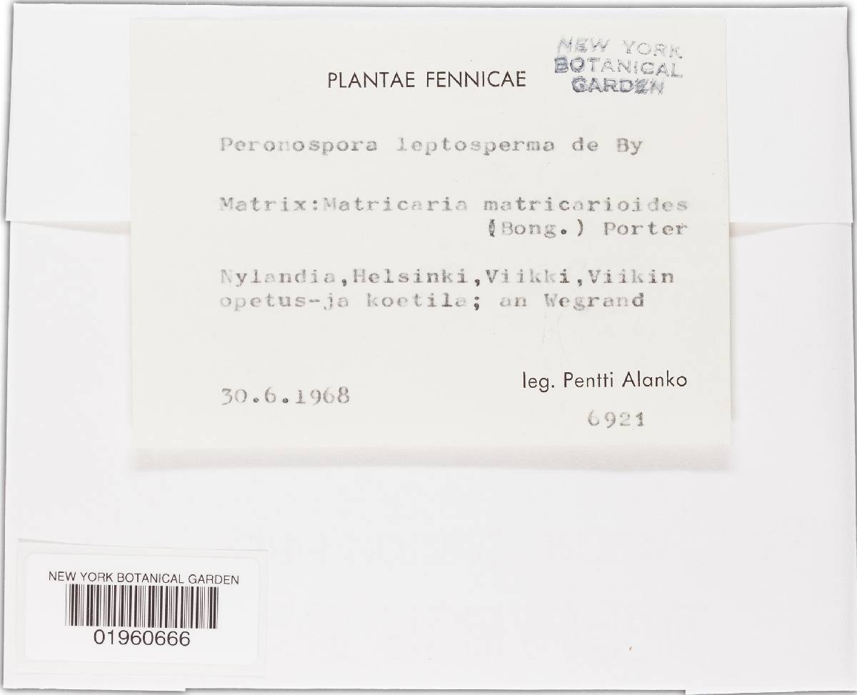 Peronospora leptosperma image