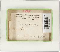 Hygrophorus hypothejus image