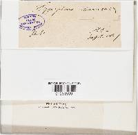 Hygrophorus eburneus image