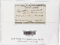 Hygrocybe miniata image