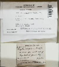 Gloeophyllum sepiarium image