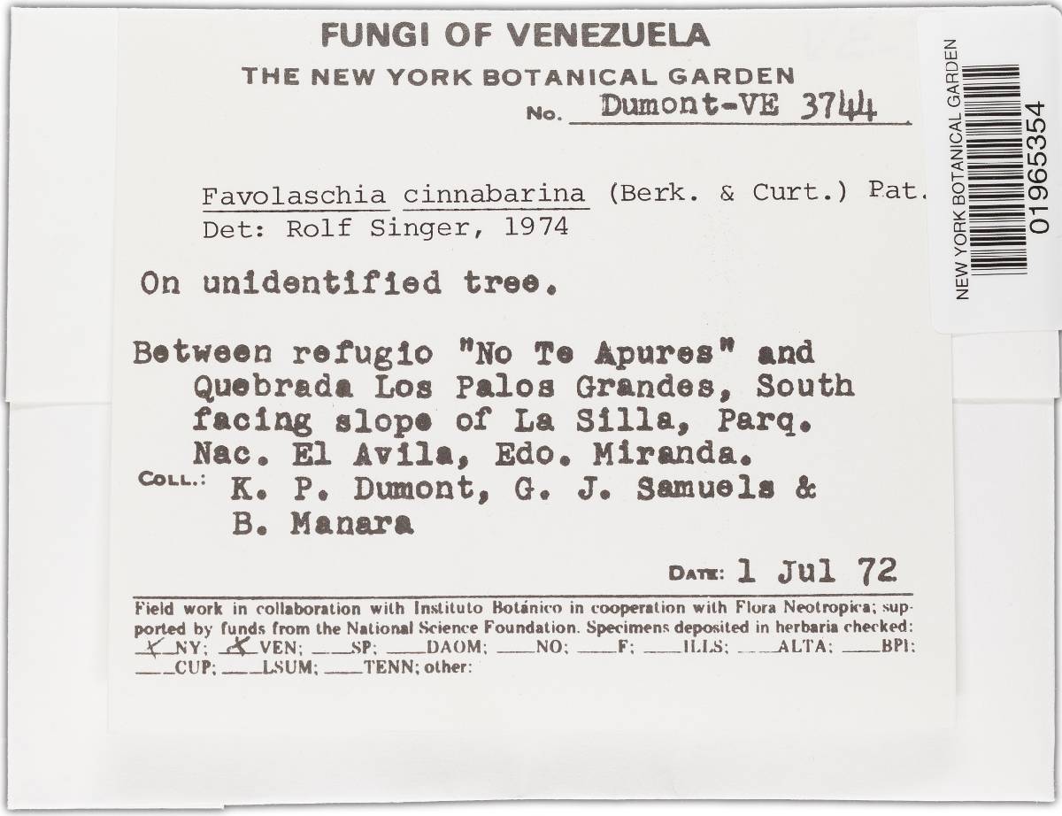 Favolaschia cinnabarina image