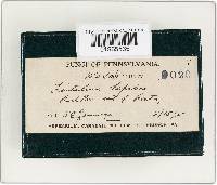 Fistulina hepatica image