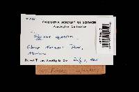 Fomitopsis cajanderi image