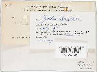 Cyathus stercoreus image