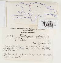 Rigidoporus ulmarius image