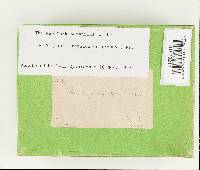 Favolus tenuiculus image