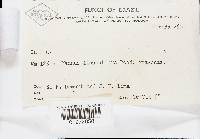 Polyporus dictyopus image