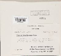 Thumbnail image of current specimen