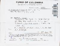 Polyporus varius image