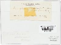 Chroogomphus rutilus image