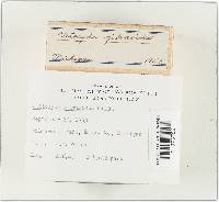 Clitocybe gilvaoides image