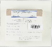 Clitocybe gilvaoides image