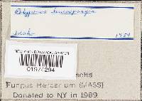 Thumbnail image of current specimen