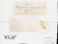 Oxyporus populinus image