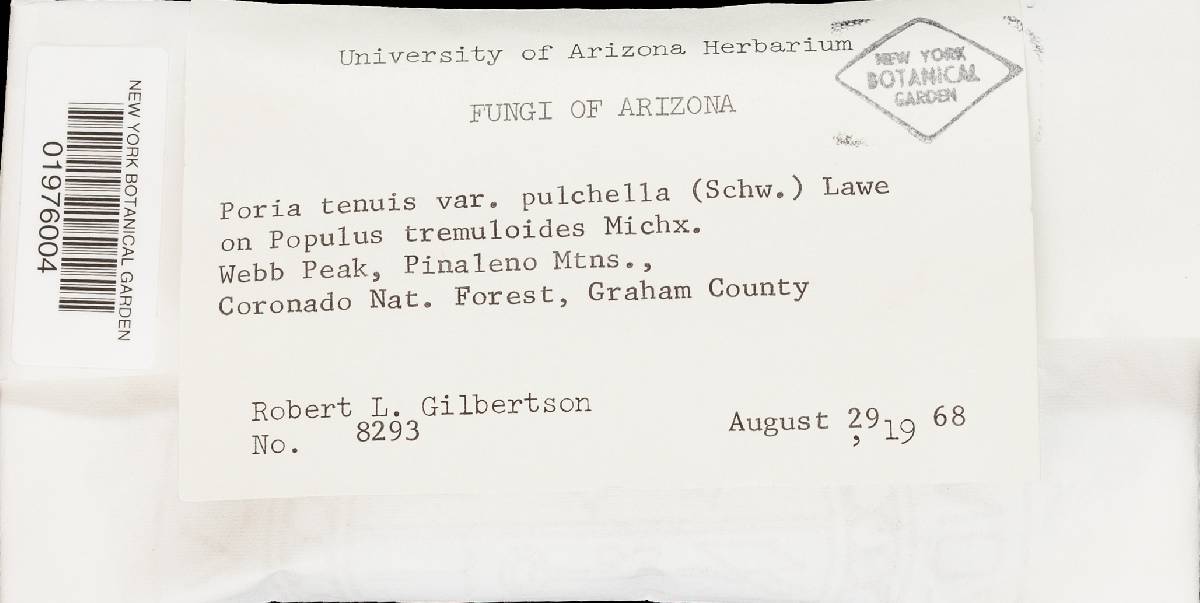 Perenniporia tenuis image