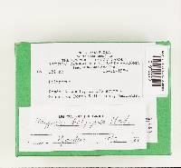 Polyporus dictyopus image