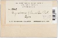 Image Associated With the Occurrence