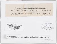 Plicaturopsis crispa image