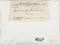 Agaricus arvensis image