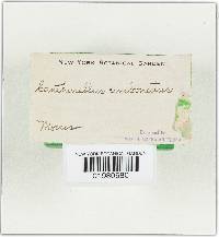 Cantharellula umbonata image