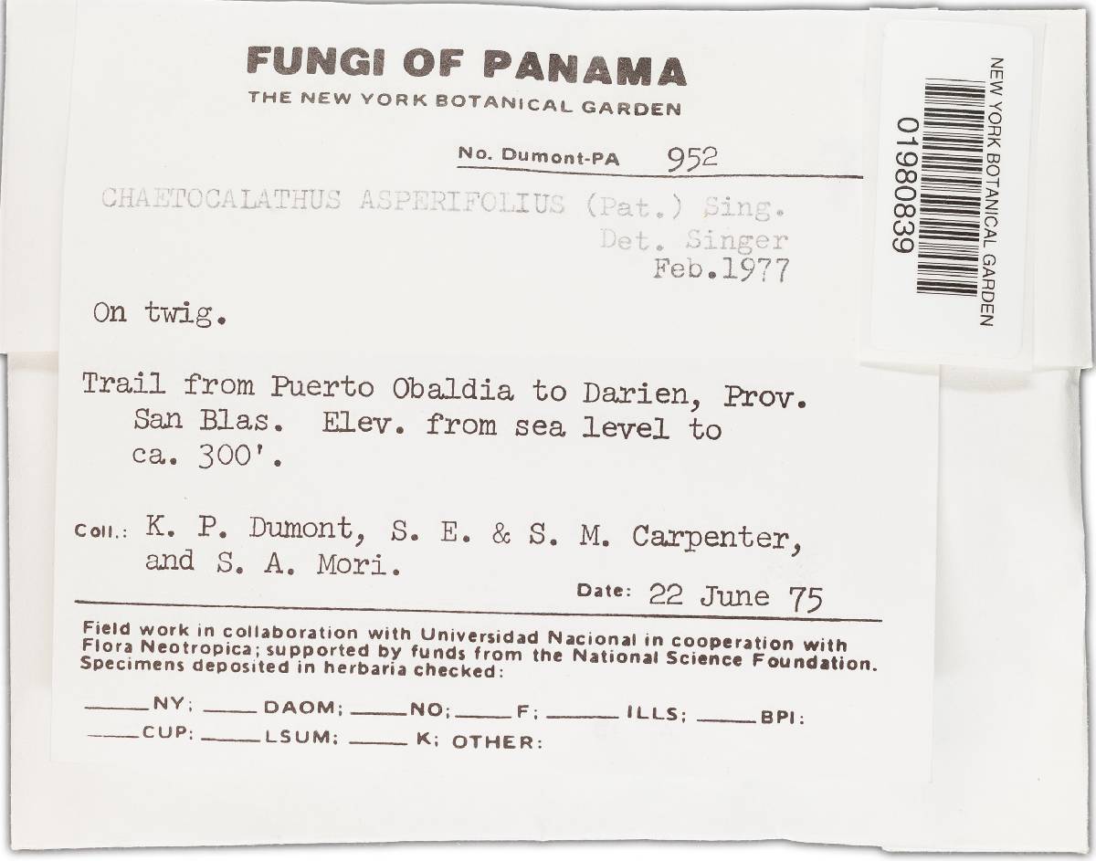 Chaetocalathus asperifolius image