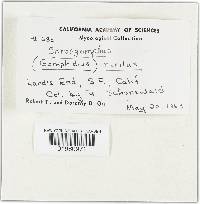 Image Associated With the Occurrence