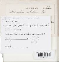 Merulius tremellosus image