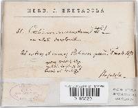 Peniophora incarnata image