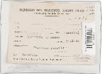 Trametes villosa image