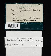 Chondrostereum purpureum image