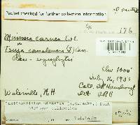 Corticium minnsiae image