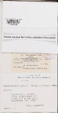 Aleurodiscus oakesii image