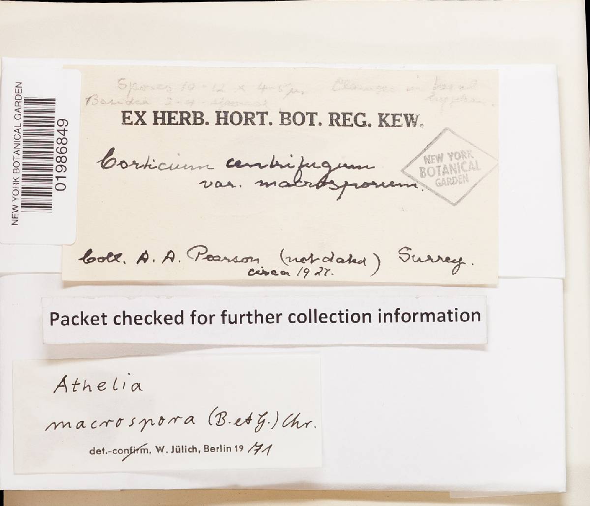 Athelia teutoburgensis image