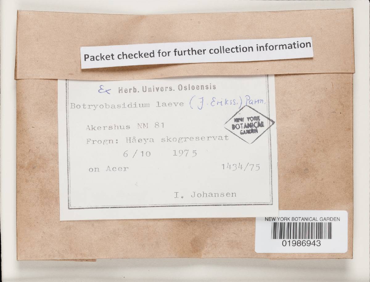 Botryobasidium laeve image