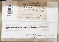 Cantharellus minor image