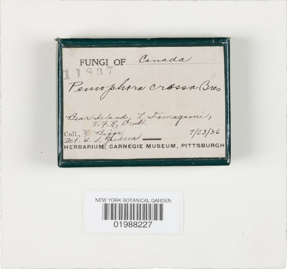 Dacryobolus karstenii image
