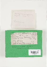 Hyphodontia pallidula image