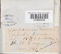 Peniophora cinerea image