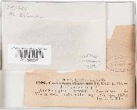 Peniophora cinerea image