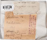 Peniophora cinerea image