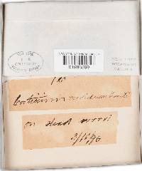 Phanerochaete sordida image