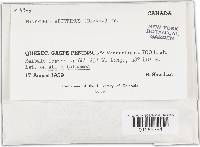 Trichaptum abietinum image