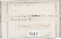 Trichaptum abietinum image