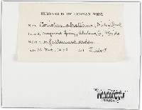 Trichaptum abietinum image