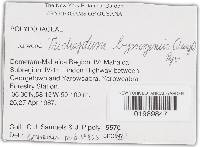 Trichaptum byssogenum image