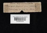 Craterellus fallax image