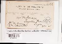 Cymatoderma infundibuliforme image