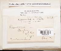 Cymatoderma infundibuliforme image
